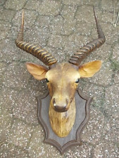 Très joli trophée chasse