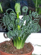 Albuca spiralis live plant - plant, in