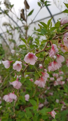 Prunus incisa kojo mai - incisa, 'kojo