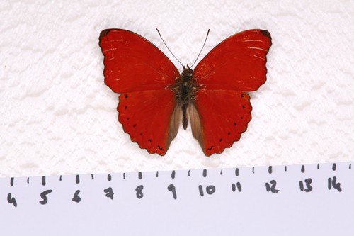 Cymothoe sangaris