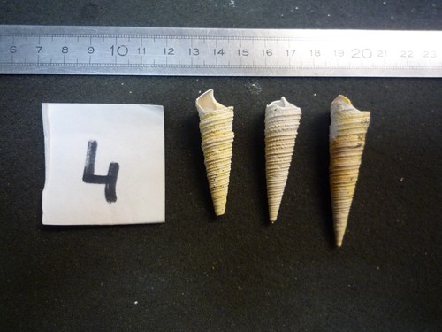 125 turritella - b,
