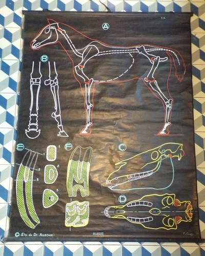 Ancien affiche scolaire - affiche, dr