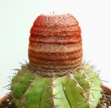 Melocactus concinnus SEEDS - GRAINES