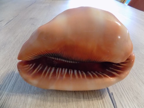 Coquillage new cassidae - :,