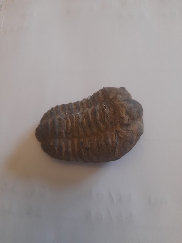 Trilobite fossile - trilobite,