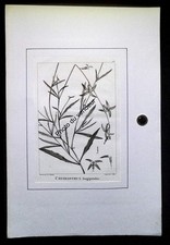 Gravure botanique an VIII