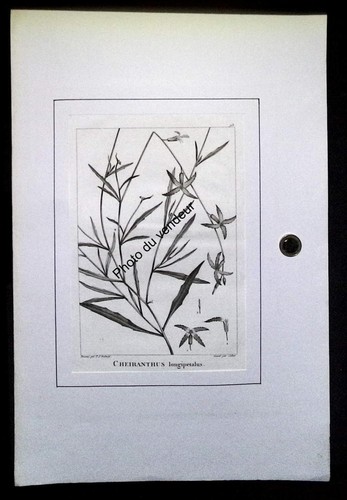 Gravure botanique viii - gravure,