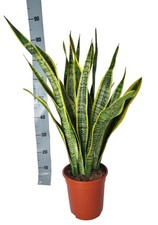 Chanvre arc (Sansevieria