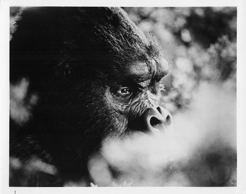 King kong photo still - king,