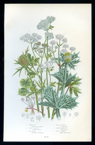 Botanique fleur apium - botanique,,