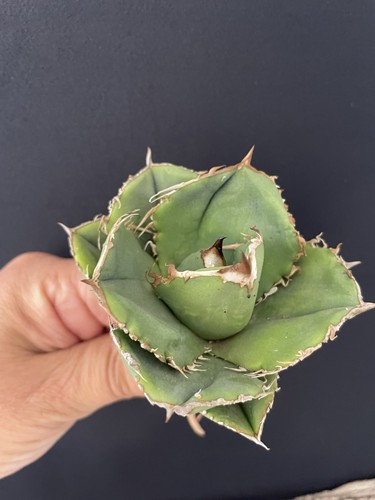 Agave titanota chiyou - titanota, "chiyou"