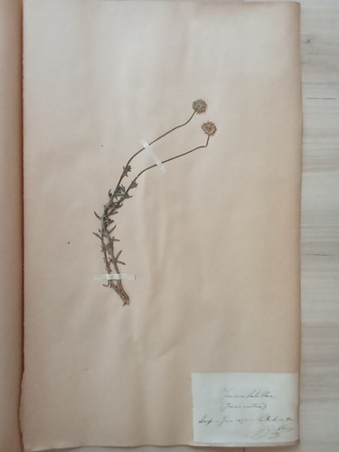 Ancien herbier botanique - ancien,