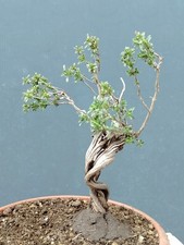 Bonsaï thym - bonsaï,