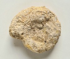 Fossile ammonite région Bourgogne Saône-et-Loire Cluny Longueur 9,9 cm.