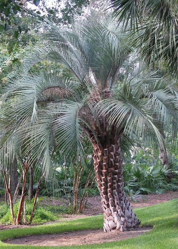 Butia capitata cocus pindo - butia,