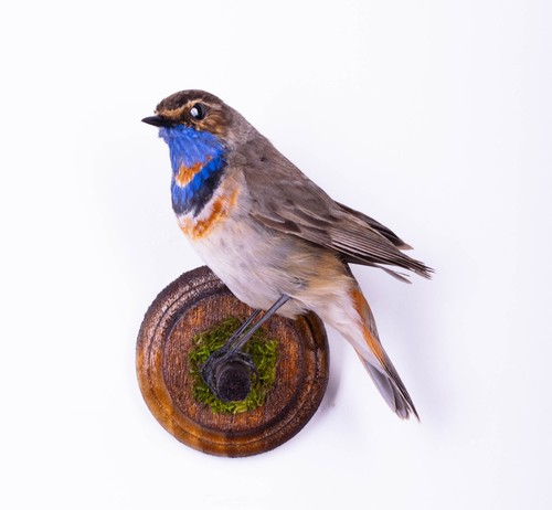 Taxidermy bird bluethroat - bird,