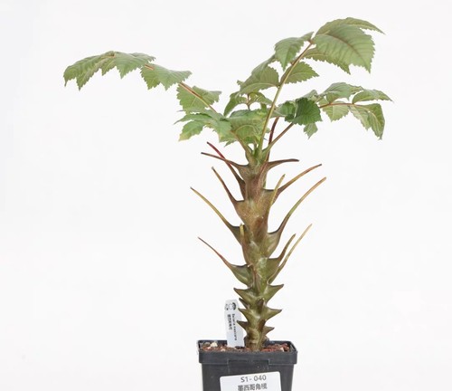 Sale rare cacti beiselia - rare,