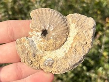Egypt Fossil Ammonite RARE