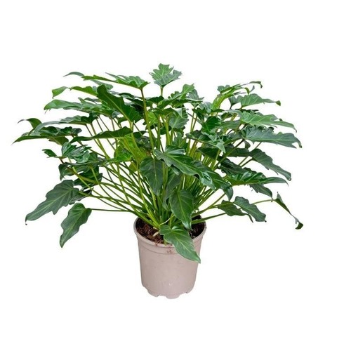 Plante intérieur compacte - d'intérieur,