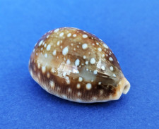 Cypraea Vitellus Dama 35,1 mm