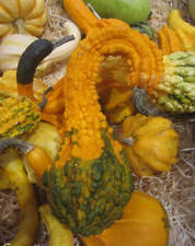 ♫ COLOQUINTE "Oiseau Cou de Canard" ♫ Graines ♫ Plante Potagère et Décorative ♫