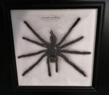 Mygale naturalisé (Eurypeima