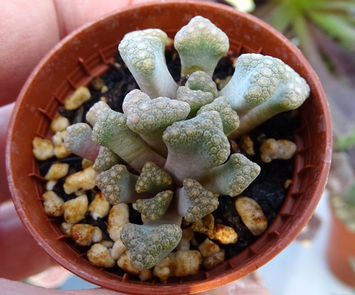 Titanopsis hugo schlechteri - hugo,