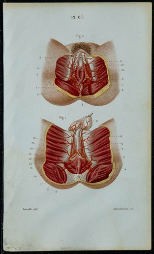 1852 planche anatomie - 1852,