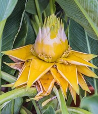 Bananier Lotus d’or / Musella lasiocarpa