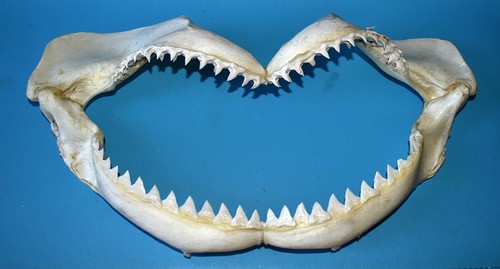 Machoire requin longueur - machoire,