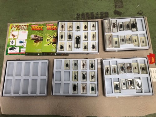 Lot collection insectes - lot,