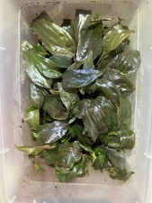 Cryptocoryne Nurii Hybrid