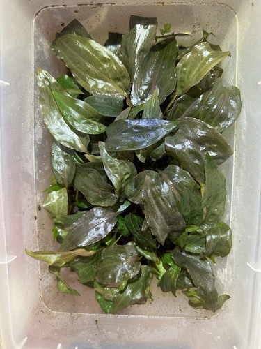 Cryptocoryne nurii hybrid - nurii,