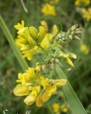 ♫ LOTIER Corniculé - Lotus corniculatus ♫ Graines ♫ Ornement Campagne Mellifère