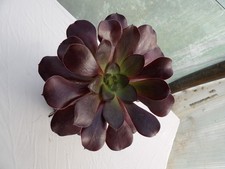 Aeonium cyclops big lovely - aeonium,