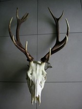 Bois de cerf et crâne