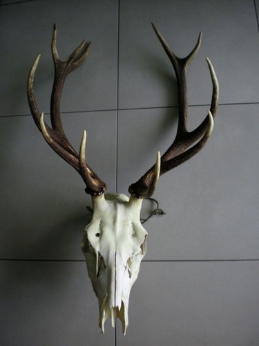 Bois cerf crâne - bois,