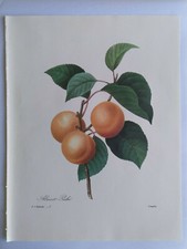 PLANCHE PJ REDOUTÉ PLUS BELLES FLEURS ET FRUITS ABRICOT PECHE LANGLOIS 