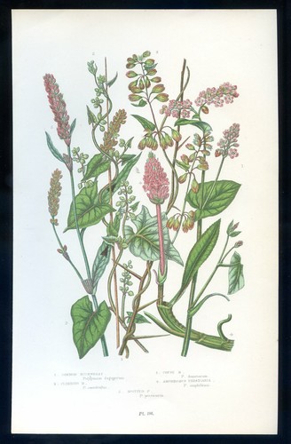 Botanique fleur polygonum - botanique,,