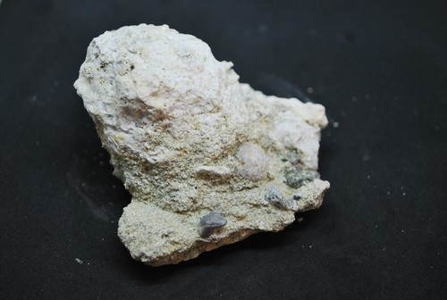Corail fossile cap - cap, corse