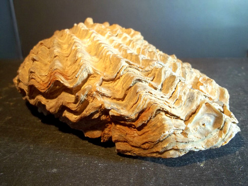 Fossile huitre ostrea - huitre,