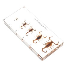Scorpion Lifecycle Insect