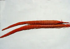 2 x Plume ROUGE queue de FAISAN montage feather fly tying pheasant fagiano fasan