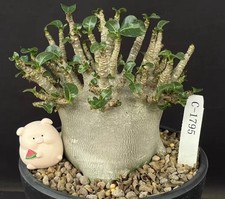 Rare Cacti Adenium obesum
