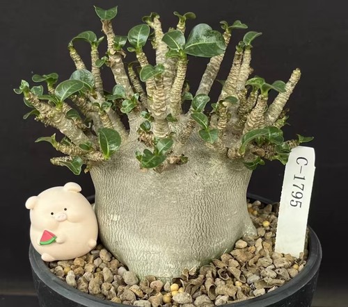Rare cacti adenium - cacti,
