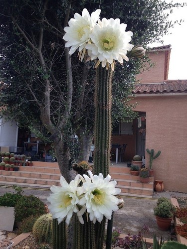 Cactus cierge echinopsis - -,