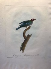 Tangara Rouverdunn mâle