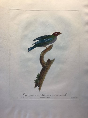 Tangara rouverdunn mâle - rouverdunn,