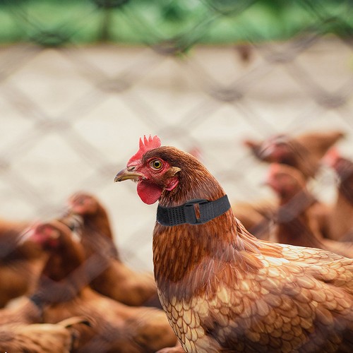 Pcs chicken noise reduction - ,