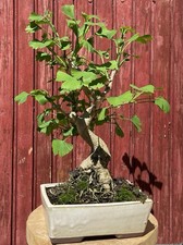 Bonsaï ginkgo biloba - bonsaÏ, 16ans